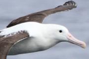 Royal Albatross (Diomedea epomophora)